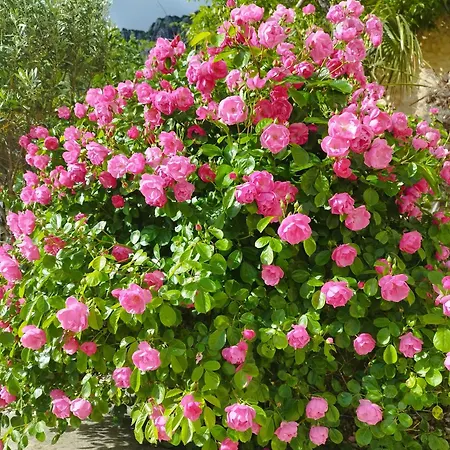 Zorka Апартаменты Брибир